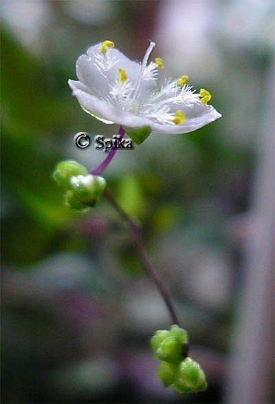 Валя Могила | Винница