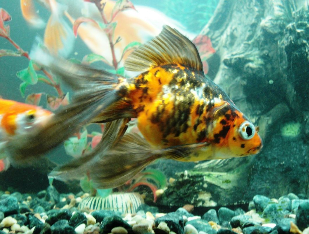 Ольга Жилинская | 