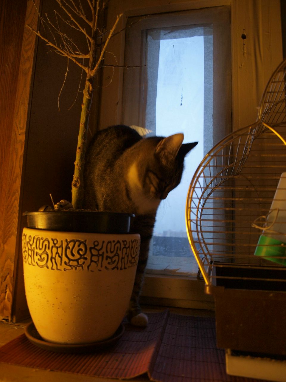 Кацура Маньчжурская 桂滿 | Санкт-Петербург