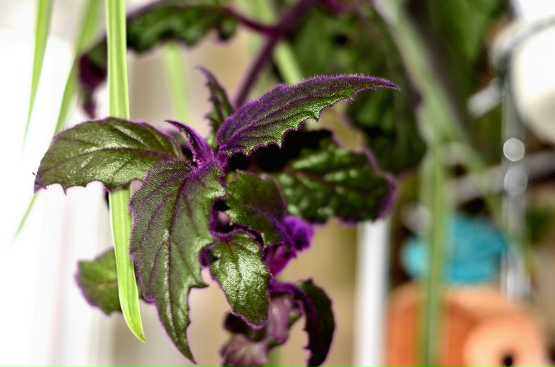 Александр Овсянко | Санкт-Петербург