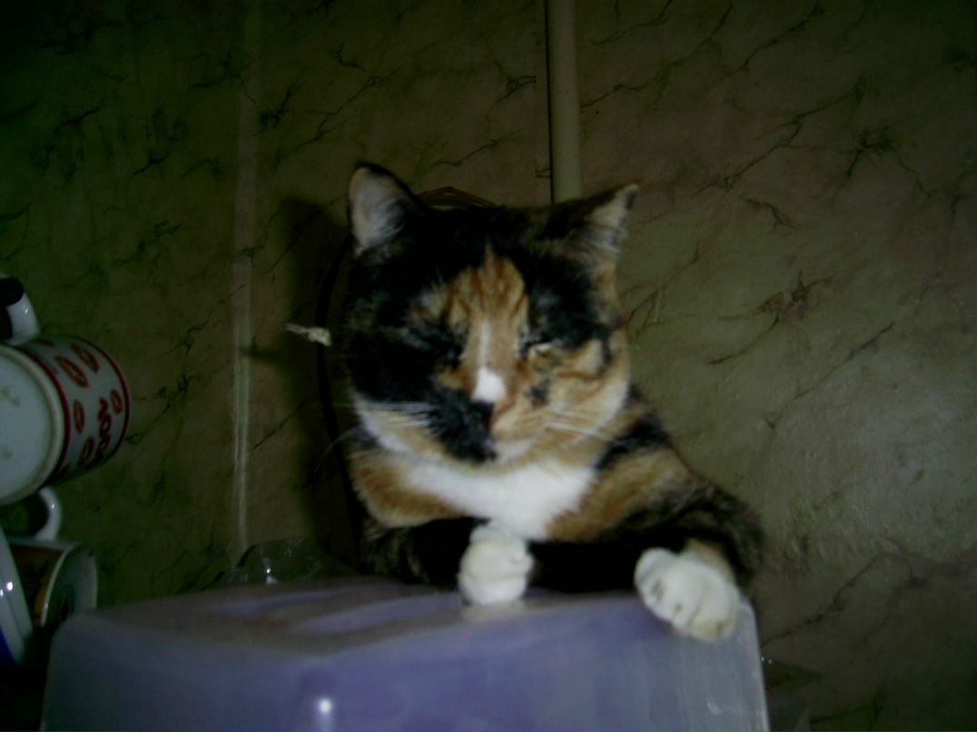 Ксения Лузанова | Киев