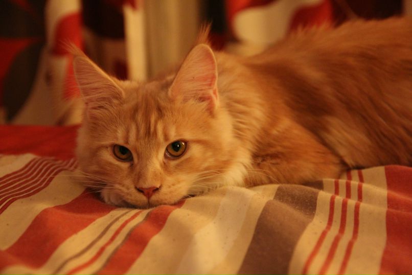 Елена Тихонова (Шестова) | Томск