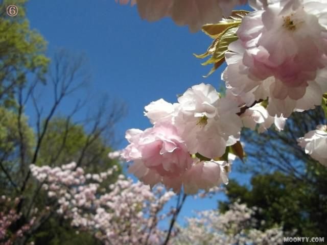 Фарида Тихомирова | Charlottetown