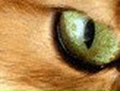 Александр Фёдоров | Санкт-Петербург