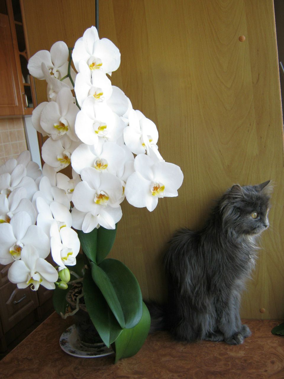 Тетяна Перепелюк | Львов