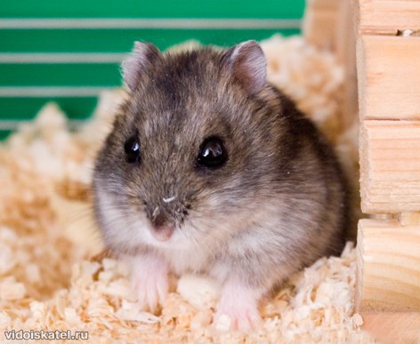 Даня Чеботарёва | Санкт-Петербург