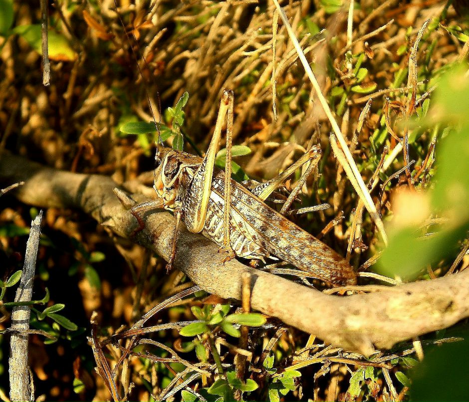Герман Гагарин | Одесса