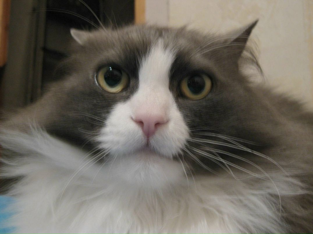 Светлана Белянкина | Сургут