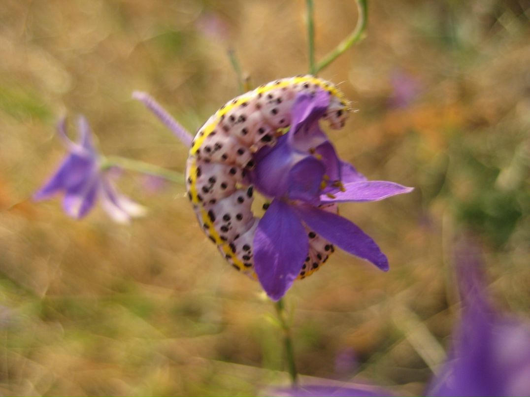 Елена Литвин | Днепр (Днепропетровск)