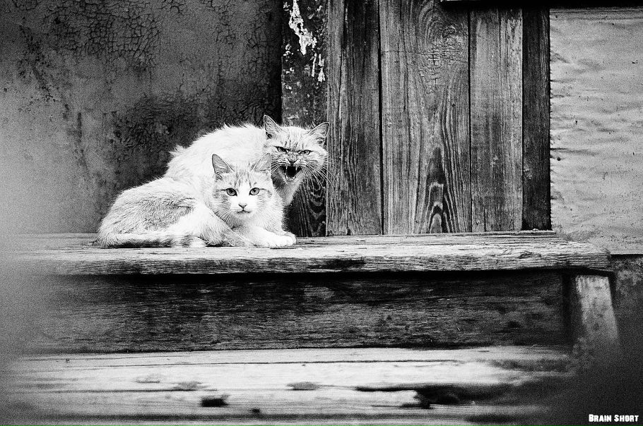 №137, Илья Федоров, 34 года, Петропавловск-Камчатский №137, Илья Федоров, 34 года, Петропавловск-Камчатский