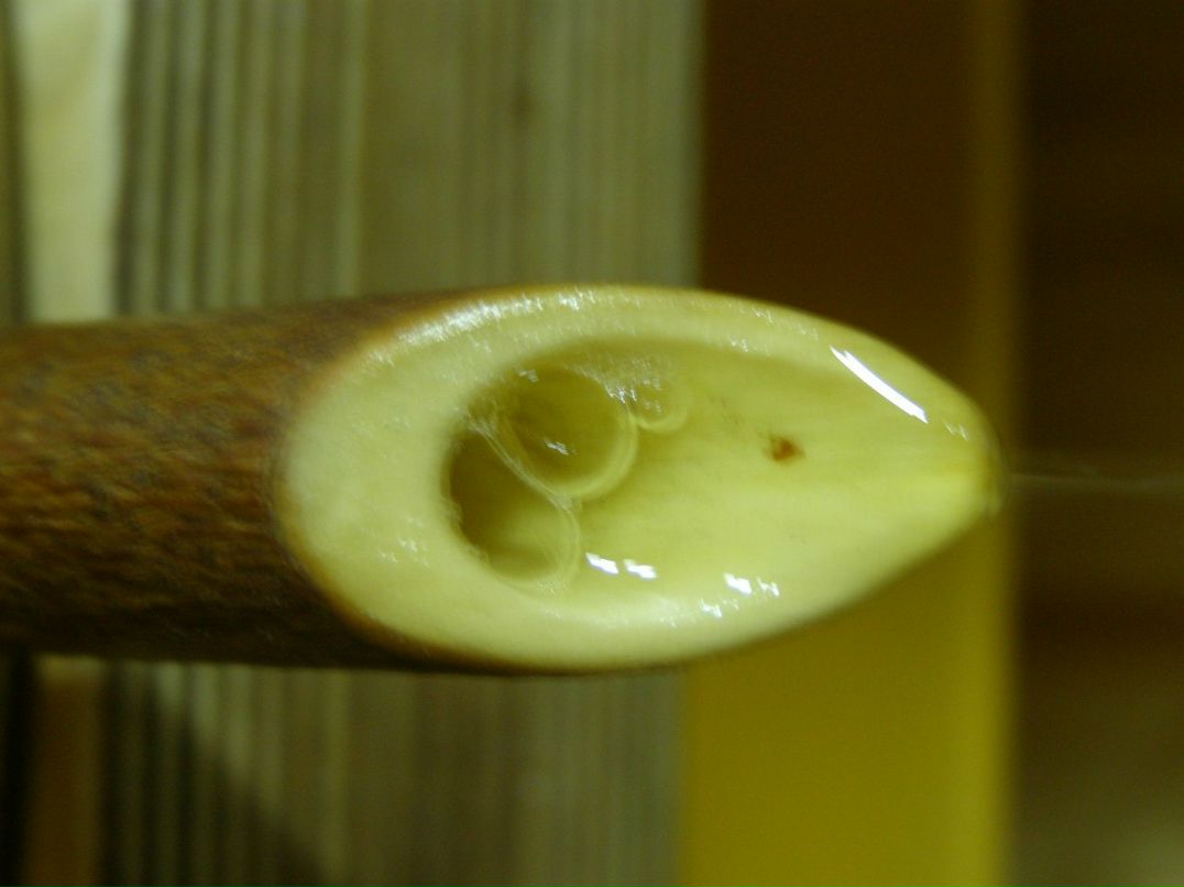 Олександр Грегораш | Калуш