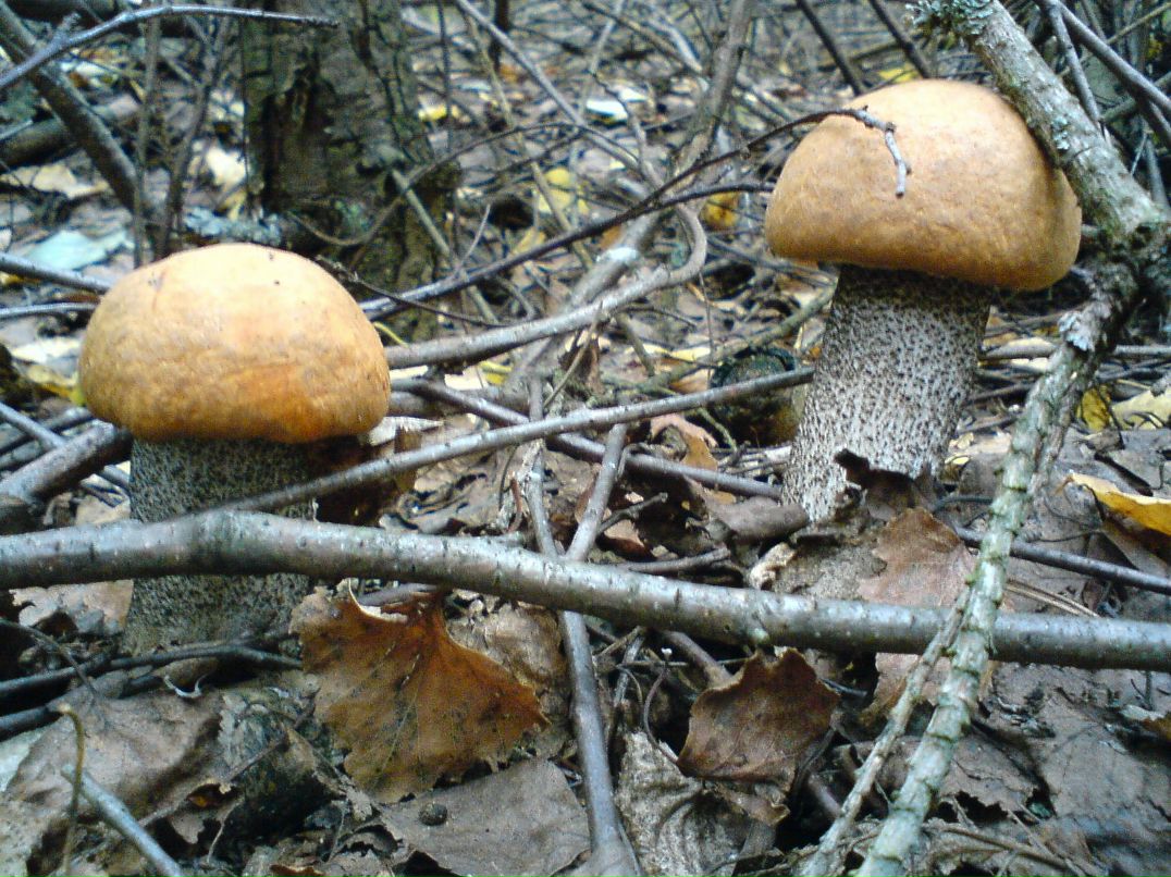 Алексей Бушай | Чернигов