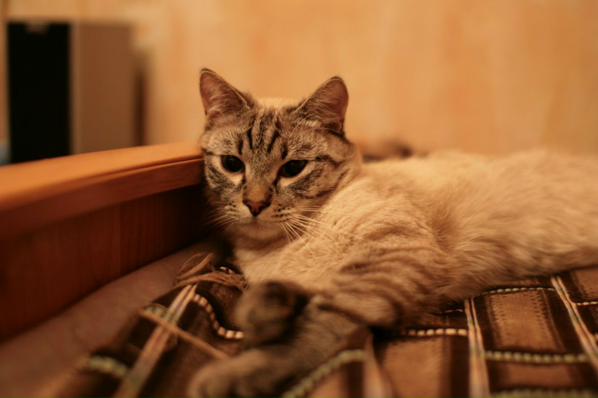 Дмитрий Романов | Смоленск