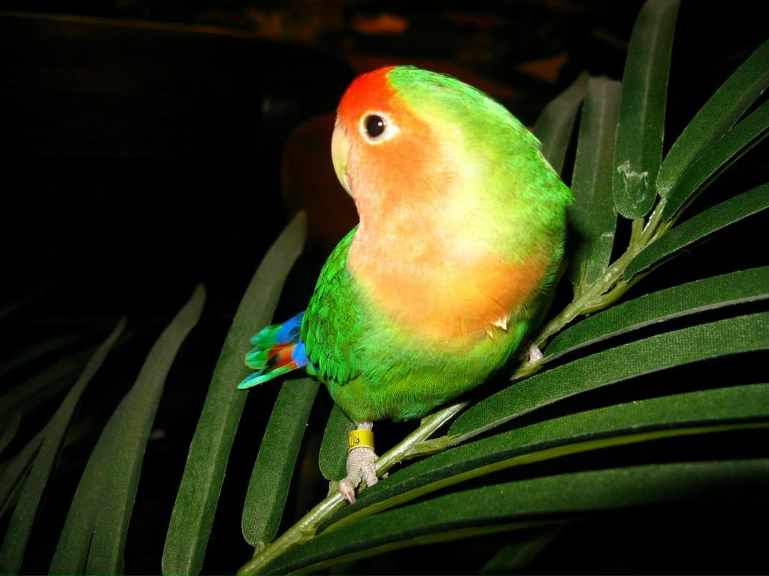 Анастасия Пащенко | Киев