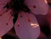 Nadya Burbela | Киев