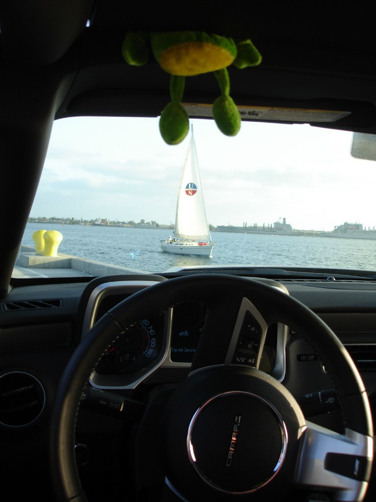 Лягуха Зырящая | Санкт-Петербург