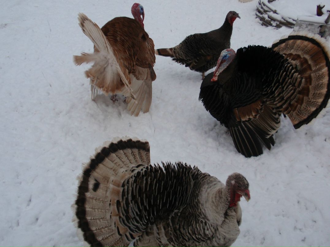 Олег Разваркин | Подольск