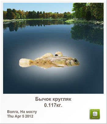 Николай Семенов | Санкт-Петербург