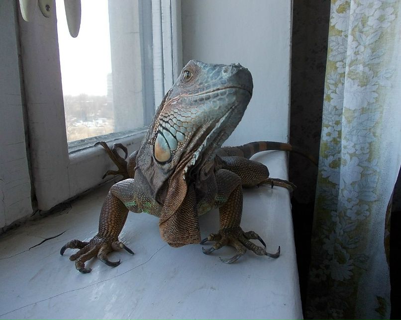 Ольга Пика | Санкт-Петербург