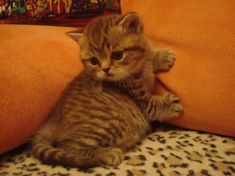 Лариса Дмитрук | Саратов