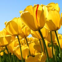 Ивана Иванова | 