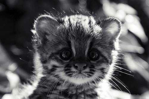 Алёна Ястремская | Москва