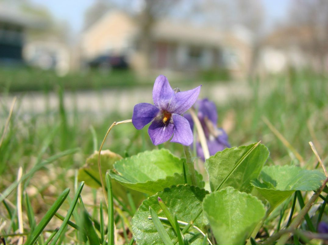 Алиса Волкова | Санкт-Петербург