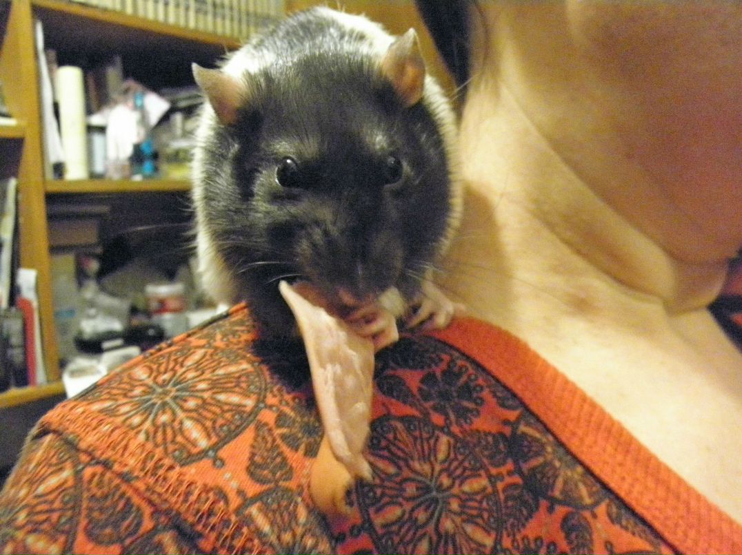 Настенька Колосова SUN | Киев