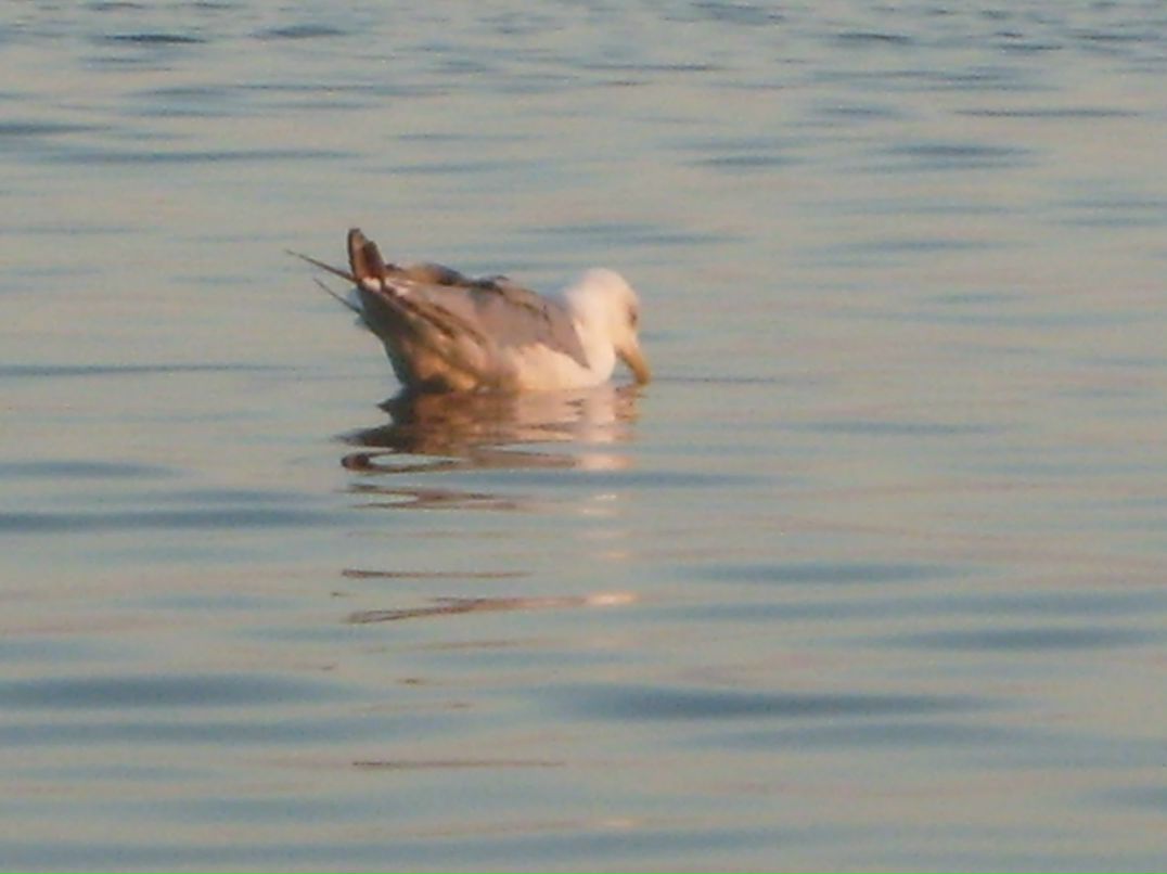 Татьяна Малютина | Тольятти