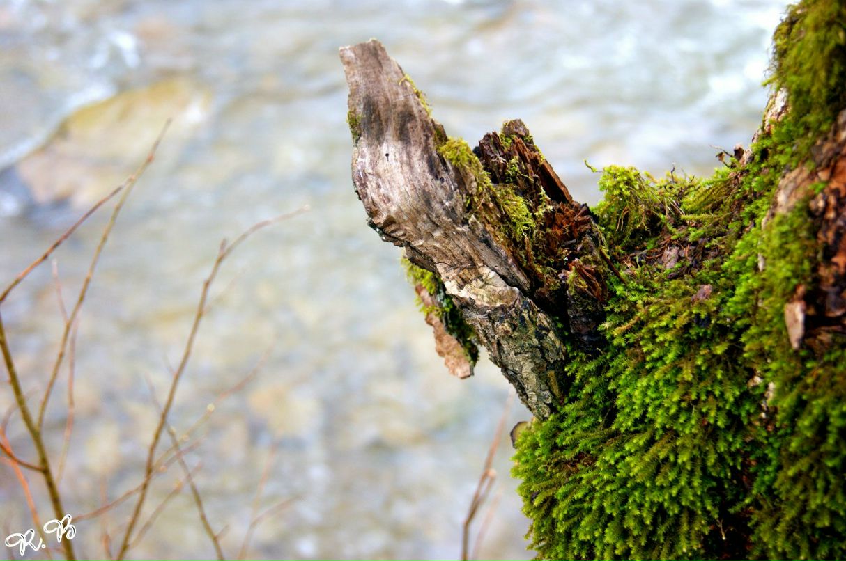 Роберт Боднар | Ужгород