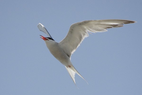 Инна Север | Воронеж