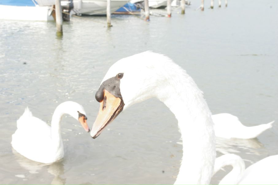 №9, Anna Pekarskaya, Таллин №9, Anna Pekarskaya, Таллин