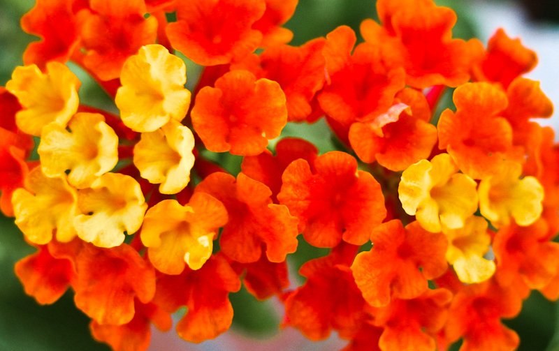 Любовь Курагина (Белозерская) | Киев