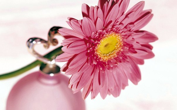 №5, Анютик Радаева №5, Анютик Радаева