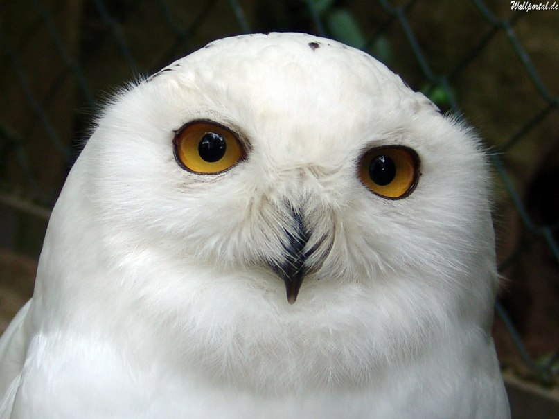 Галка Анурина | Муром