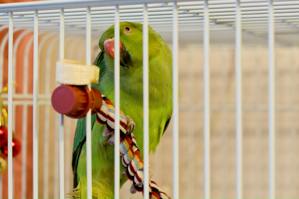 Артем Боярский Shadow | Киров