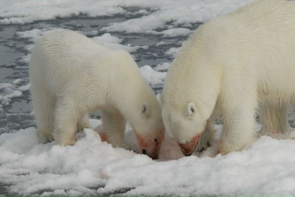 №11, Вячеслав Милхен №11, Вячеслав Милхен