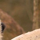 №83, Алина Деревянко, Харьков №83, Алина Деревянко, Харьков