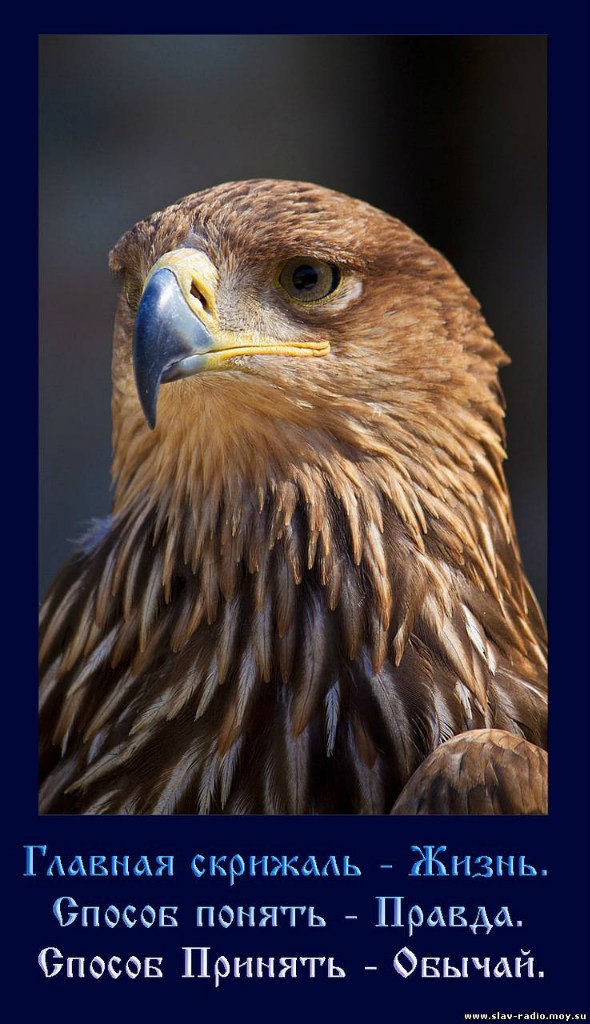 White Wolf | Москва