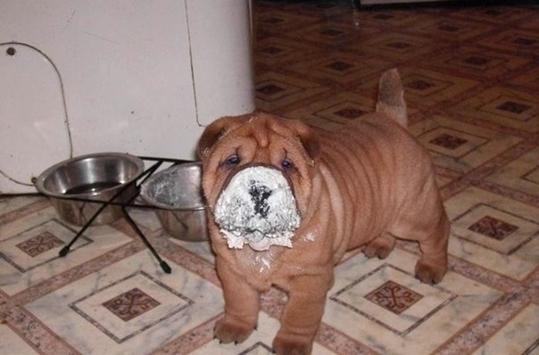 Tanusha Korotaeva | Архангельск