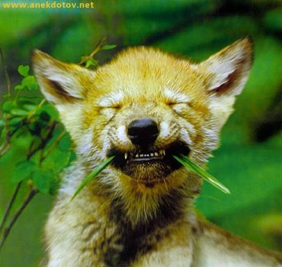 Константин Пальянов Борисович | Шестерня