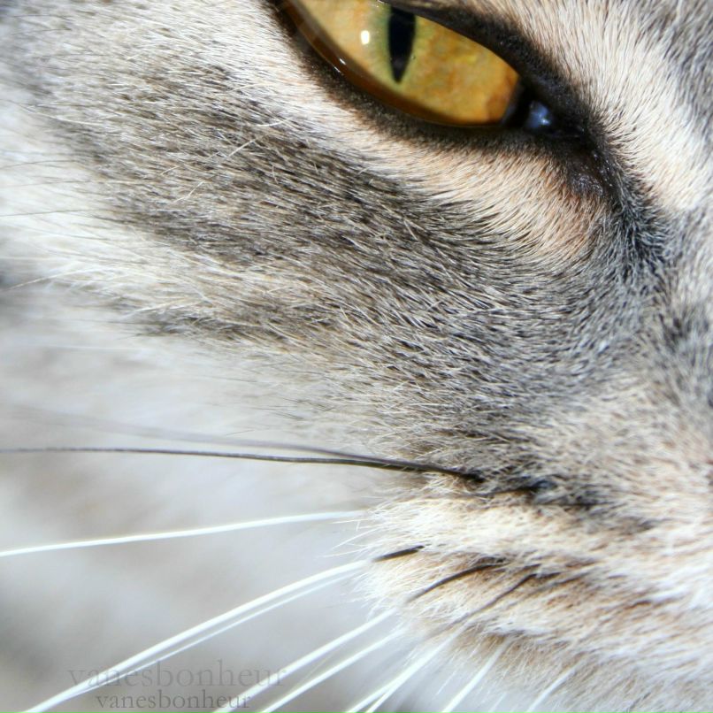 Анастасия Хмеленко | Калининград