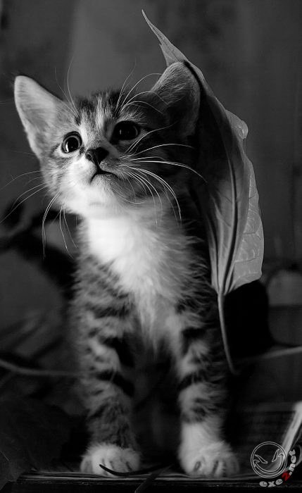 Настя Остапчук | Львов