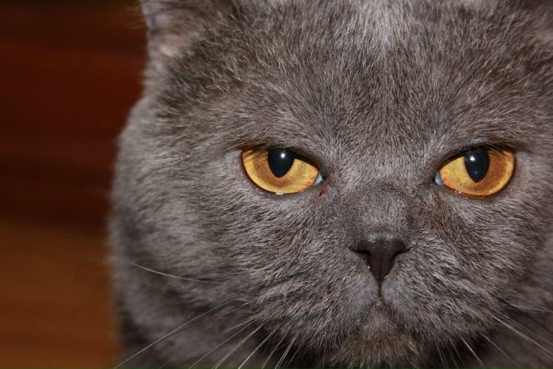 Родион Аваков | Липецк