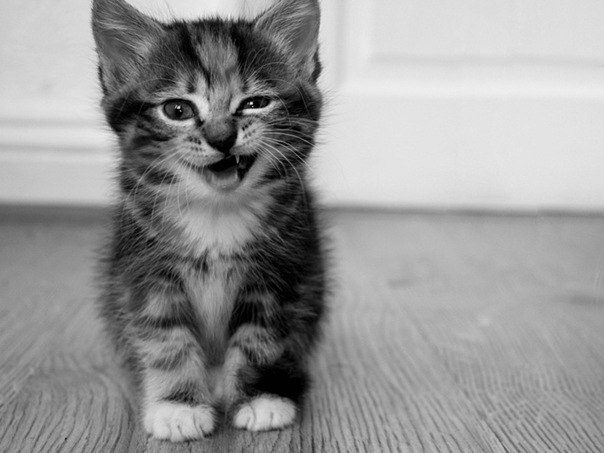 Антон Камынин 