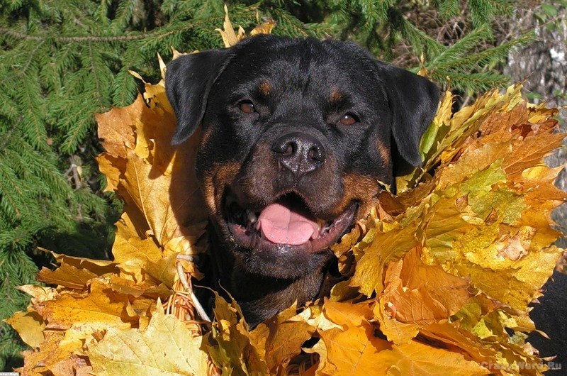 Магамед Закриев ⎛ ⎞ | Одесса