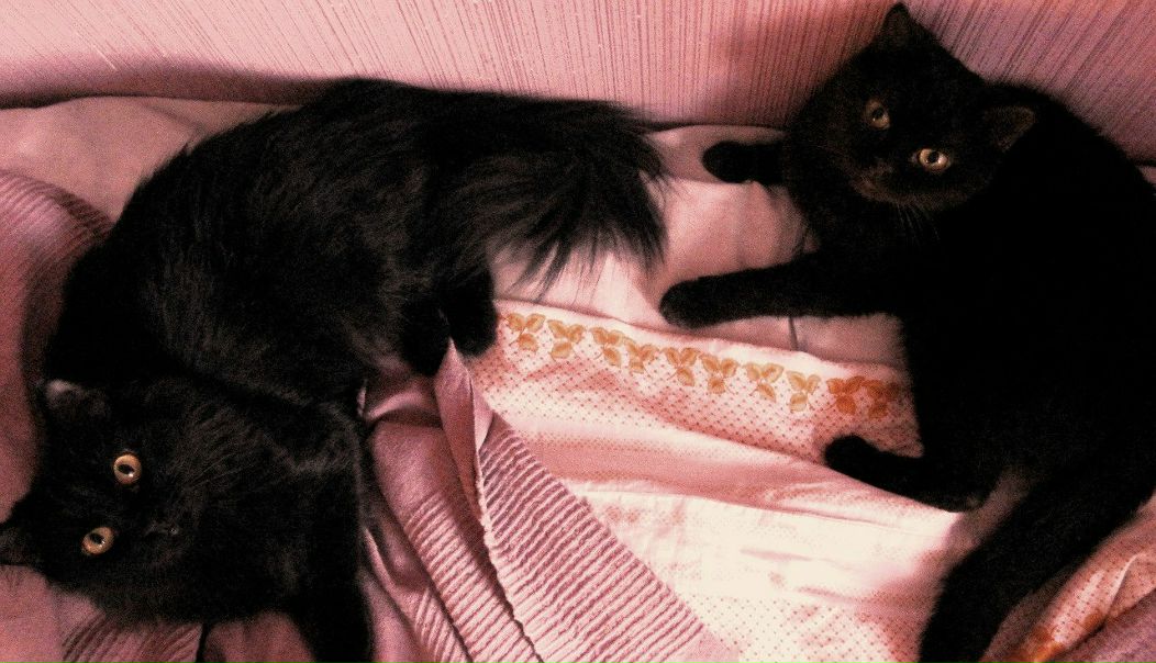 №148, Мария Федосеева, Санкт-Петербург №148, Мария Федосеева, Санкт-Петербург