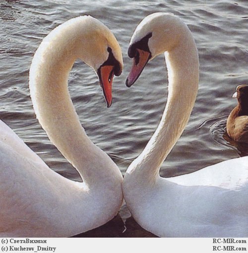 Сирина Салахова | Новошешминск