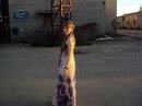 Фотография Светлана Виноградова