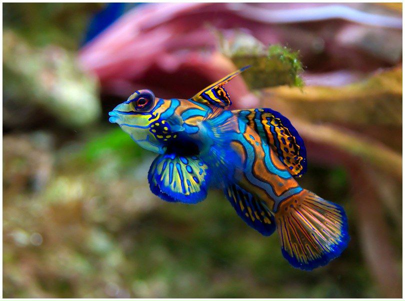 Виталик Васильев | 